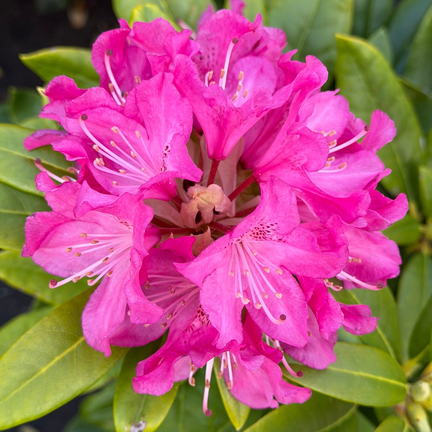 Rhododendron 'Holden'