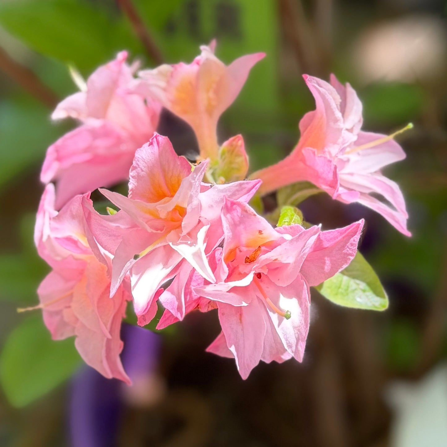 Azalea x Electric Lights™ Double Pink