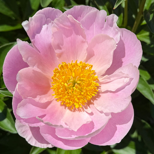 Paeonia lactiflora 'Soft Salmon Joy' (Peony)