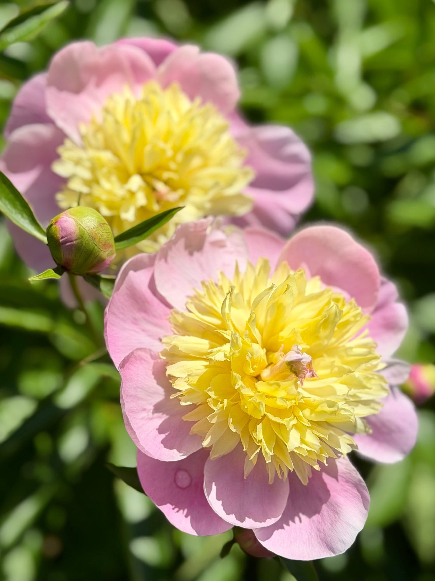 Paeonia lactiflora 'Butter Bowl' (Peony)