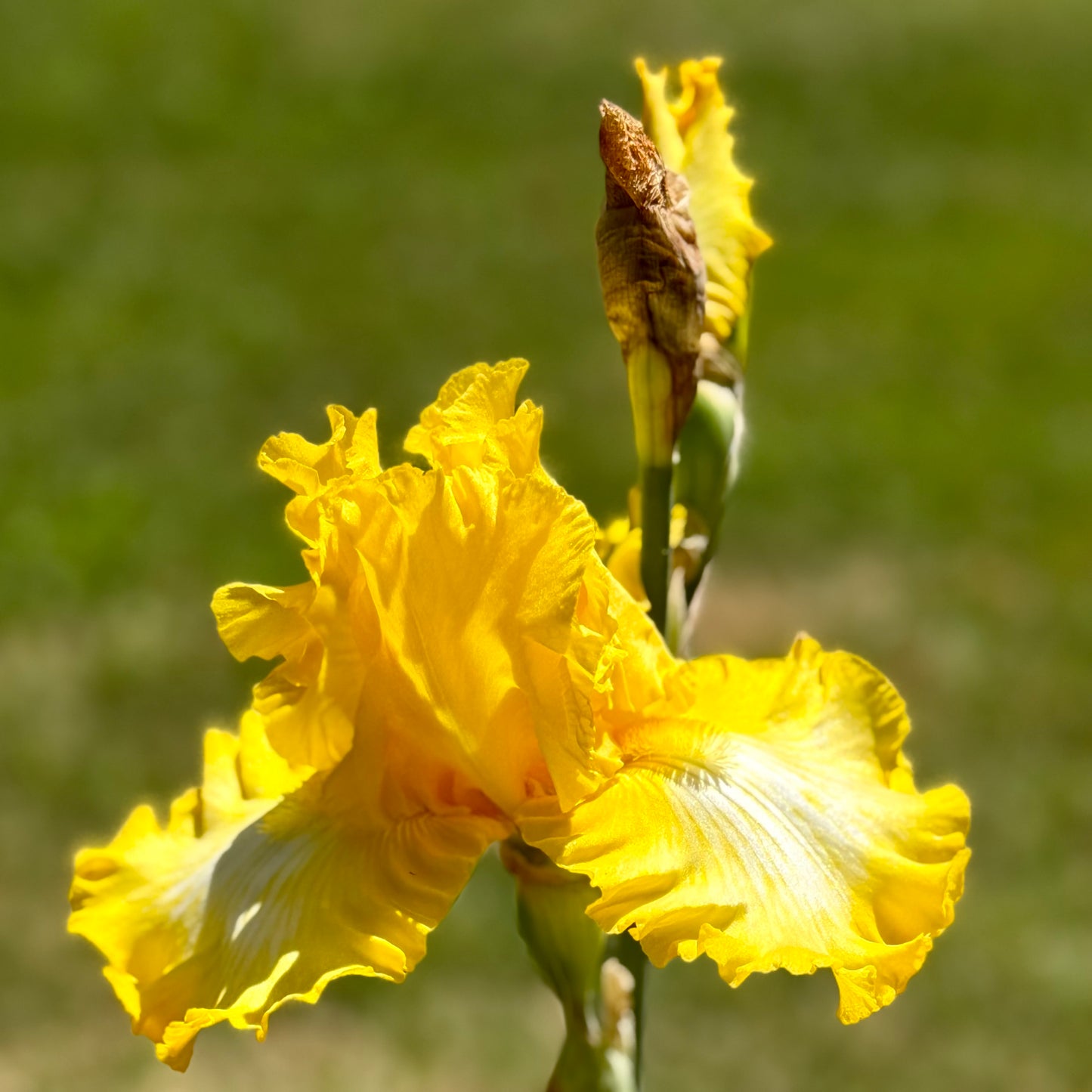 Iris germanica 'That's All Folks'