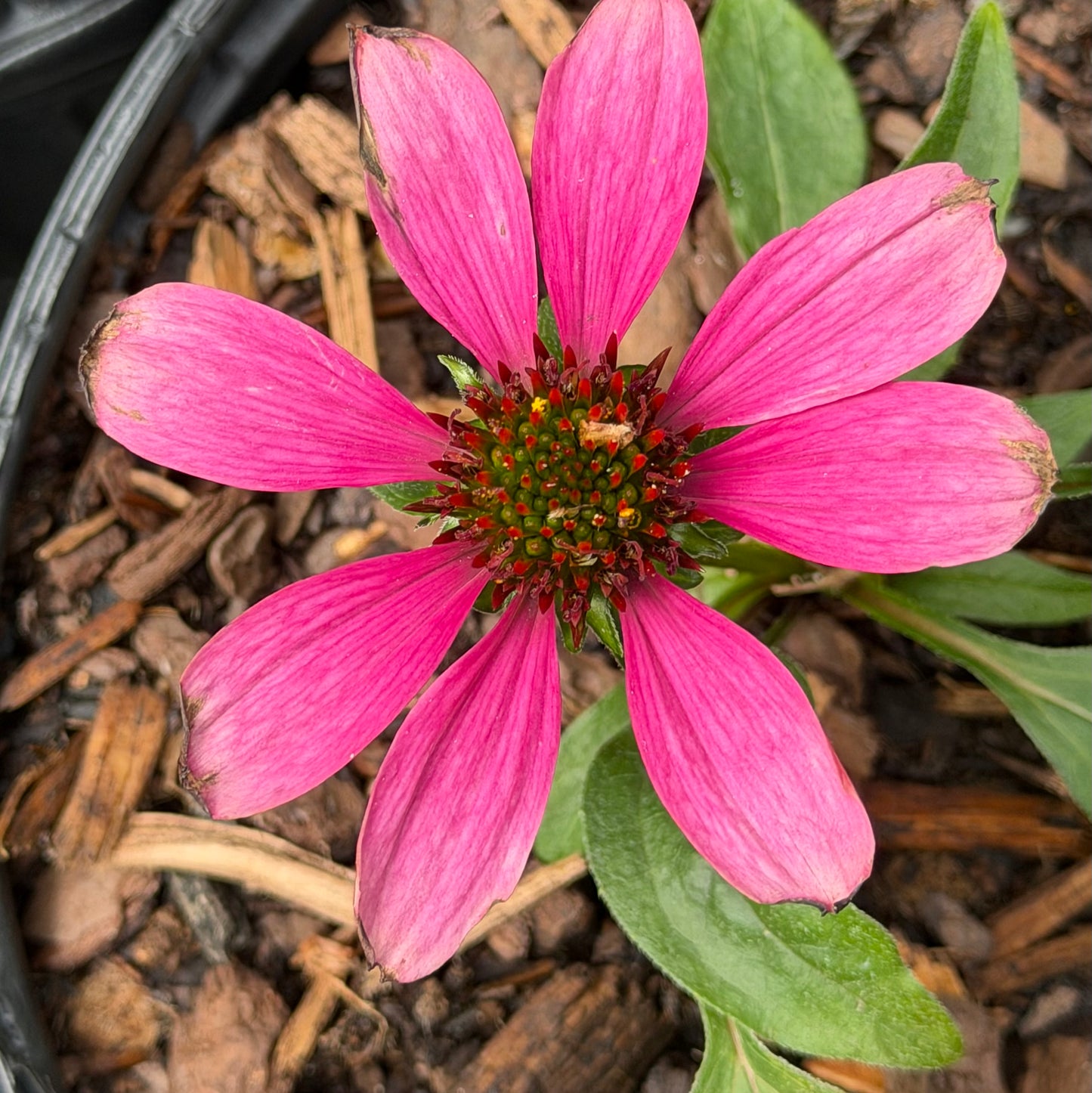 Echinacea x 'Panama™ Neon Pink' (Coneflower)