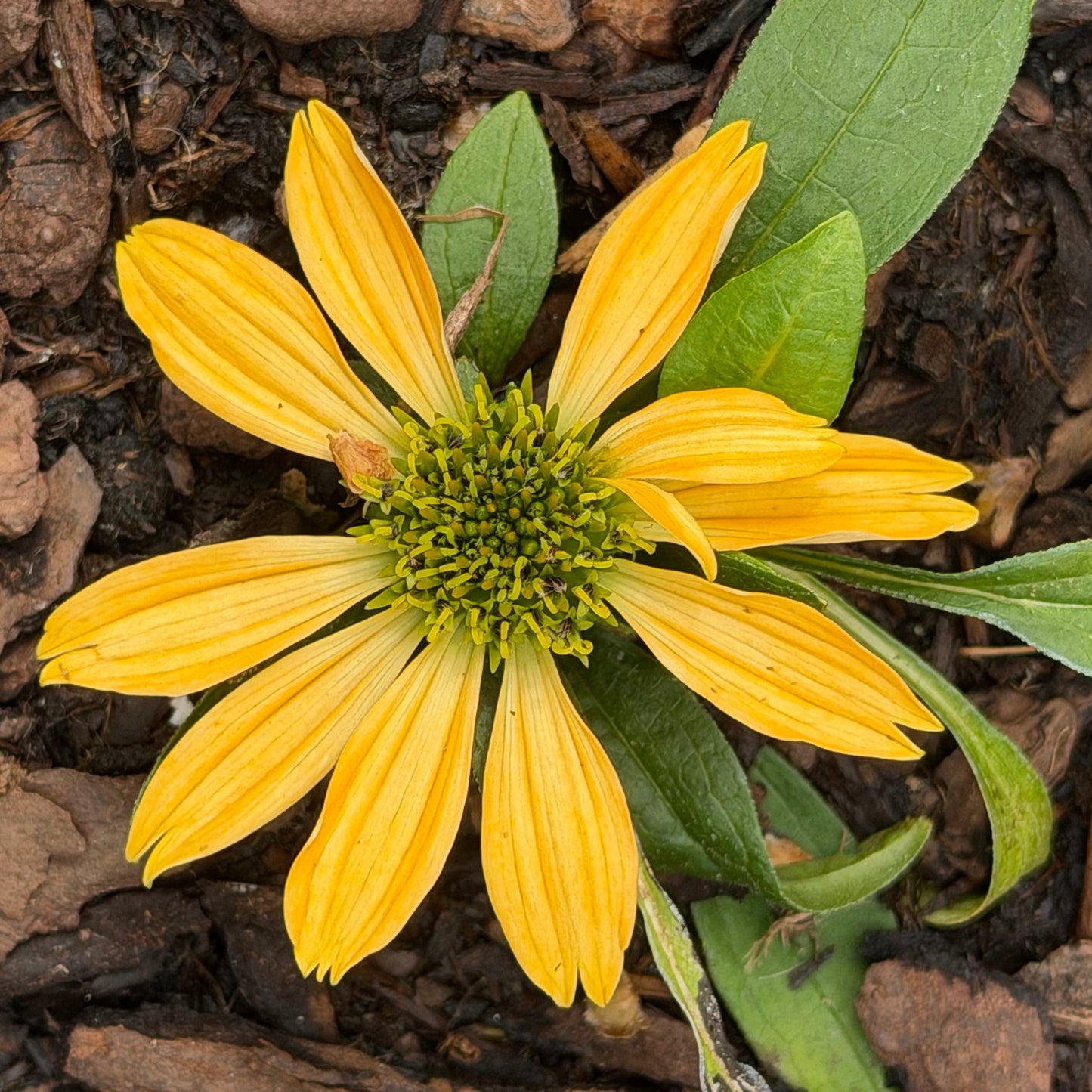 Echinacea x 'Panama™ Yellow' (Coneflower)