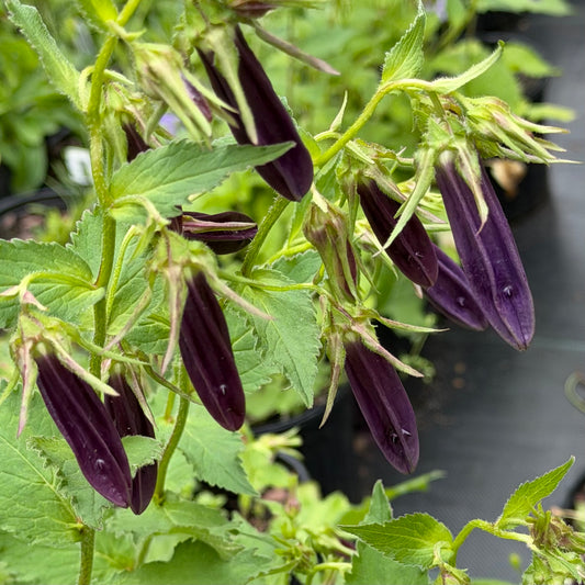 Campanula x 'Sarastro' (Bellflower)