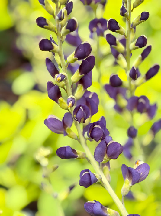Baptisia 'Golden Anniversary' (False Indigo)