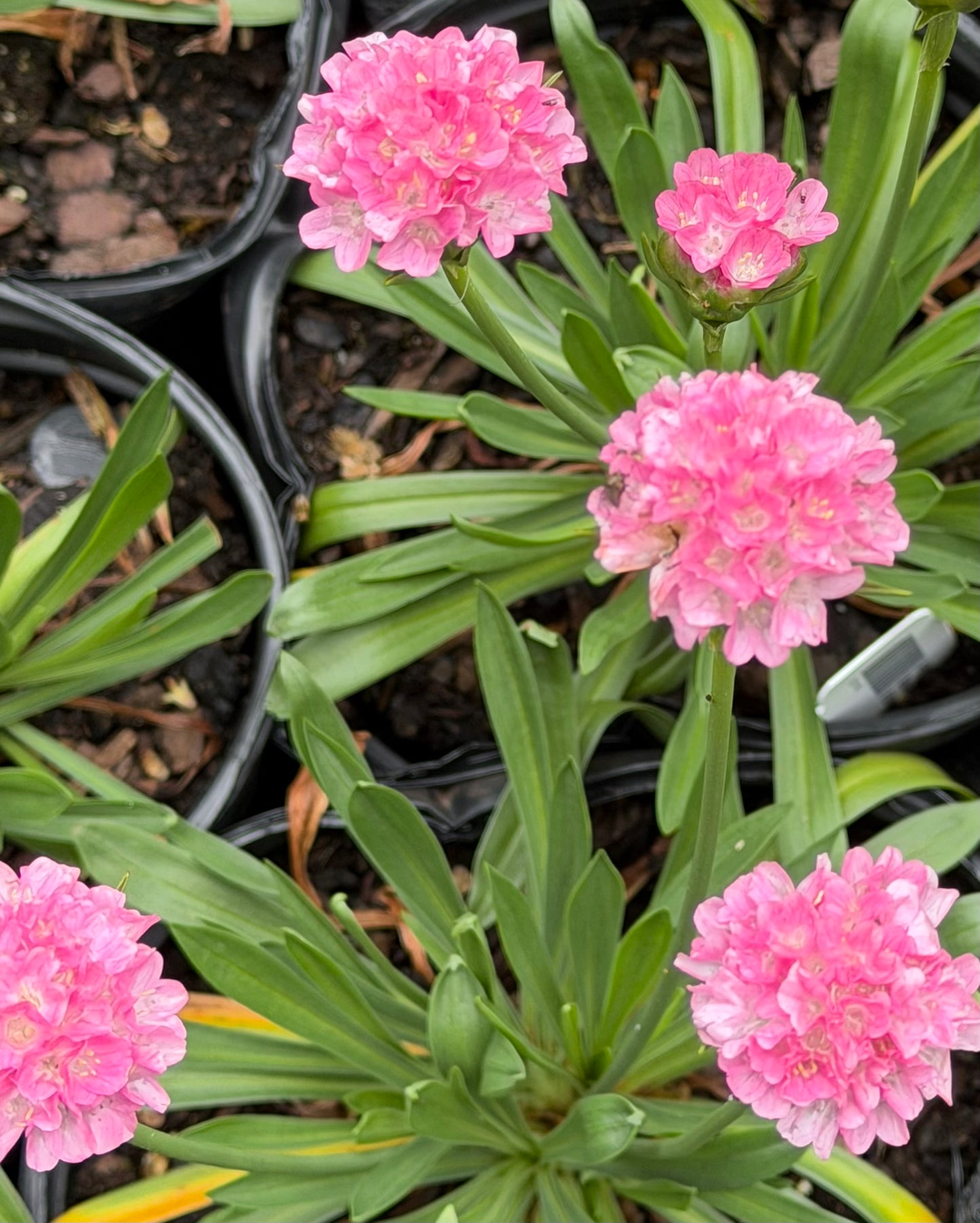 Armeria pseudarmeria Dreameria® Daydream (Sea Thrift)