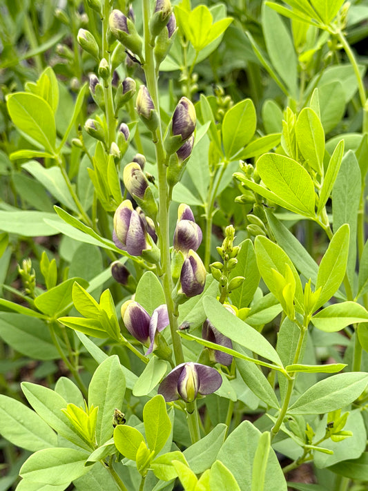 Baptisia 'Musical Duet' (False Indigo)