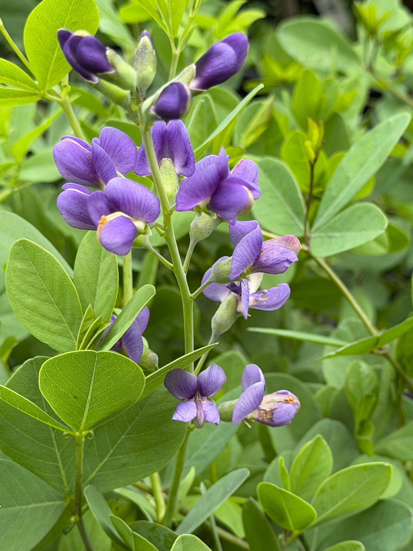 Baptisia 'Blueberry Sundae' (False Indigo)