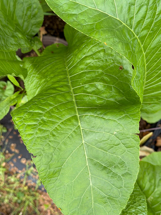 Armoracia rusticana (Horseradish)