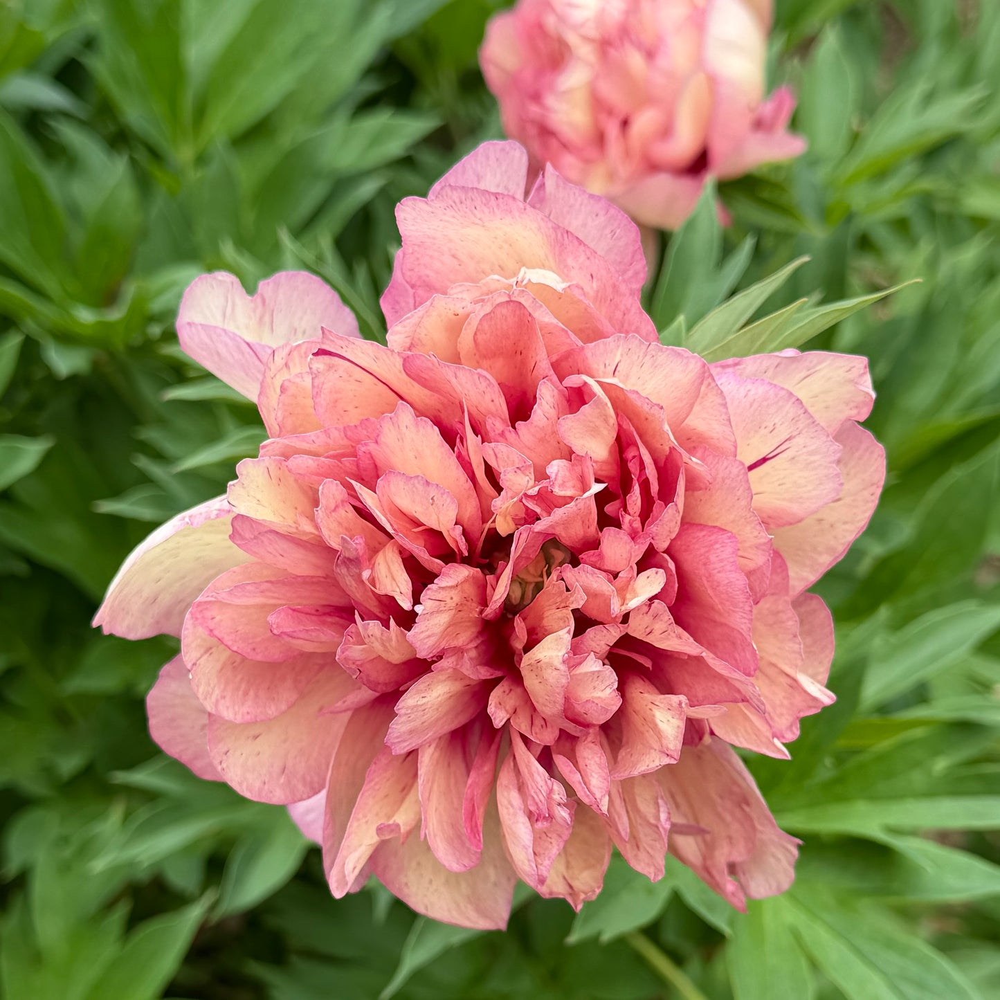 Paeonia Itoh 'Hillary' (Peony)
