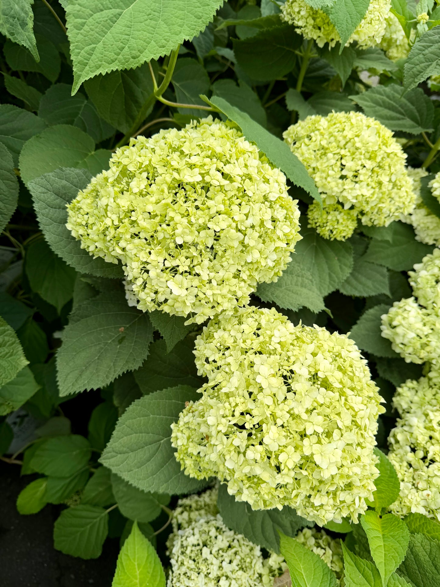 Hydrangea arborescens 'Incrediball'