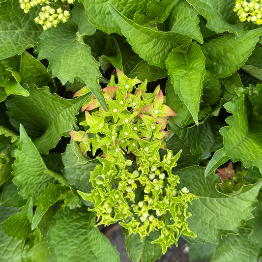 Hydrangea macrophylla Frill Ride®