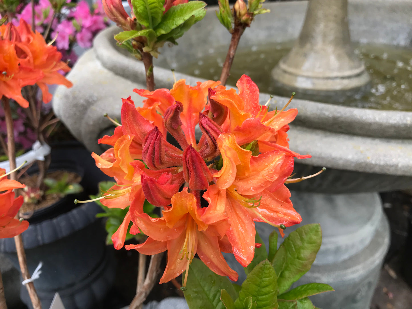 Azalea 'Gibraltar' - Azalea