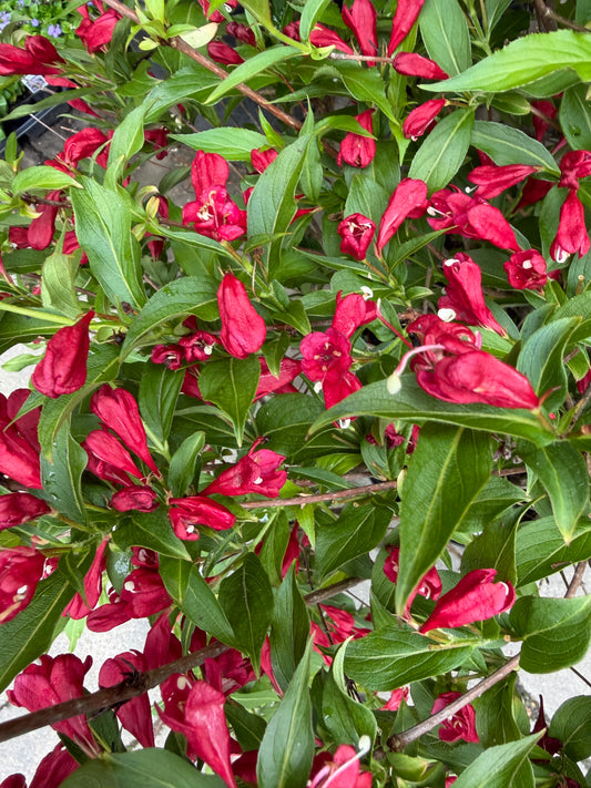 Weigela 'Sonic Bloom Red'