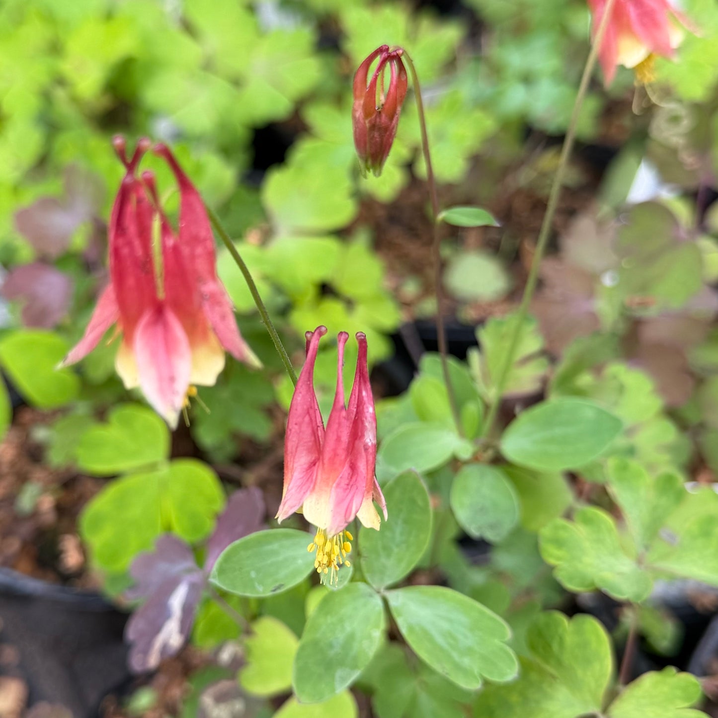 Aquilegia canadensis (Wild Columbine)
