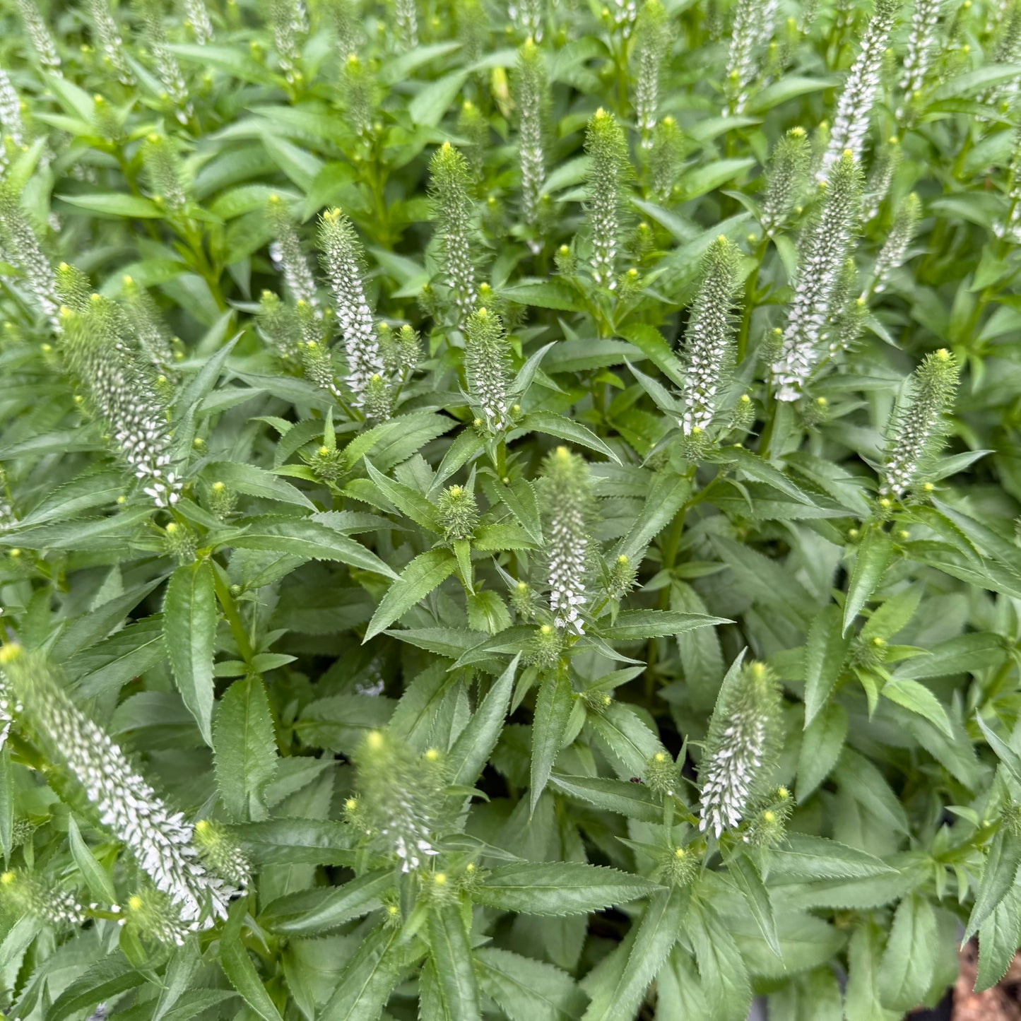 Veronica spicata 'Snow Candles' (Speedwell)