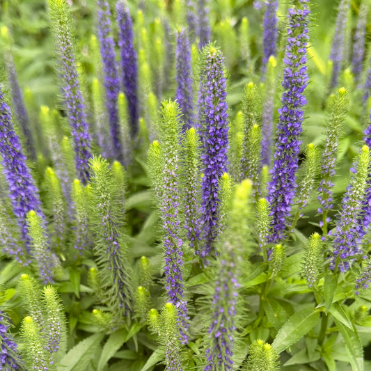 Veronica spicata 'Royal Candles' (Speedwell)