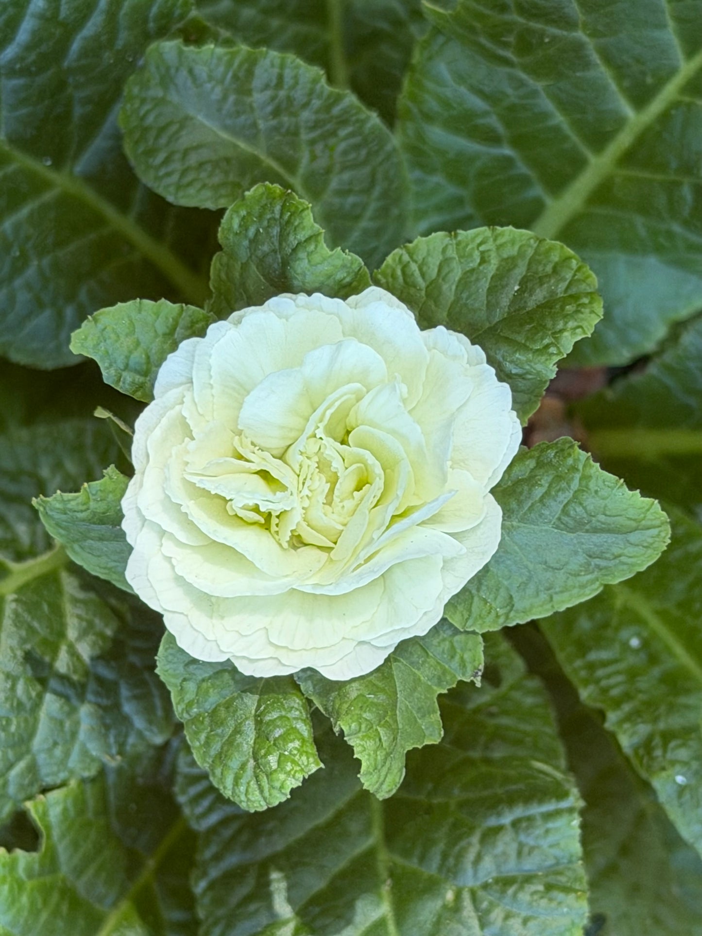 Primula vulgaris 'Spearmint' (Primrose)