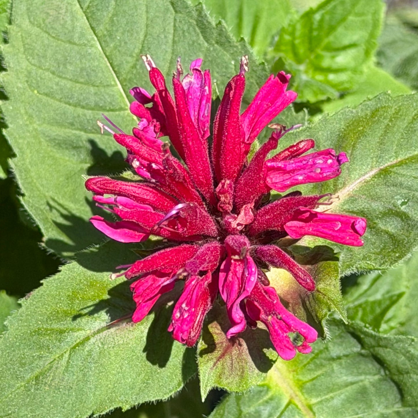 Monarda didyma 'Fireball' (Bee Balm)