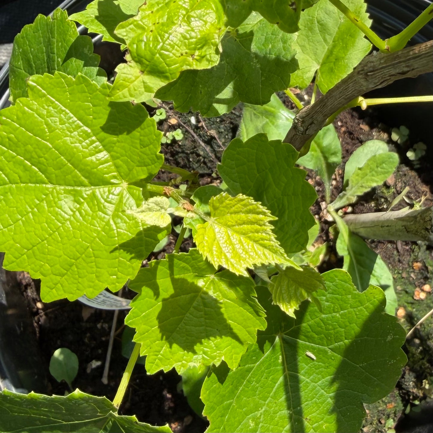 Vitis labrusca 'Himrod' (Grape Vine)