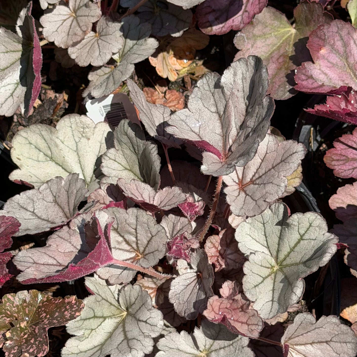Heuchera x 'Indian Summer Silverberry' (Coral Bells)