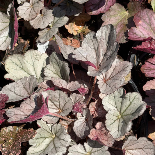 Heuchera x 'Indian Summer Silverberry' (Coral Bells)