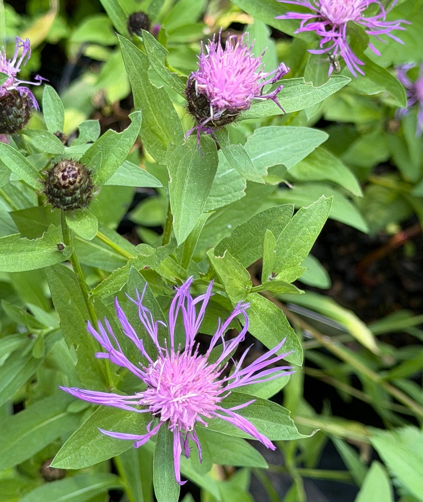 Centaurea nigra