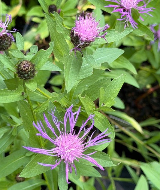Centaurea nigra