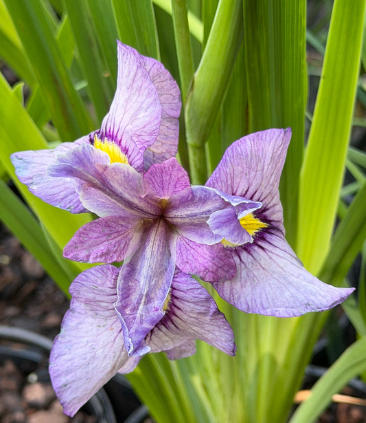 Iris pseudata 'Shiryukyo'