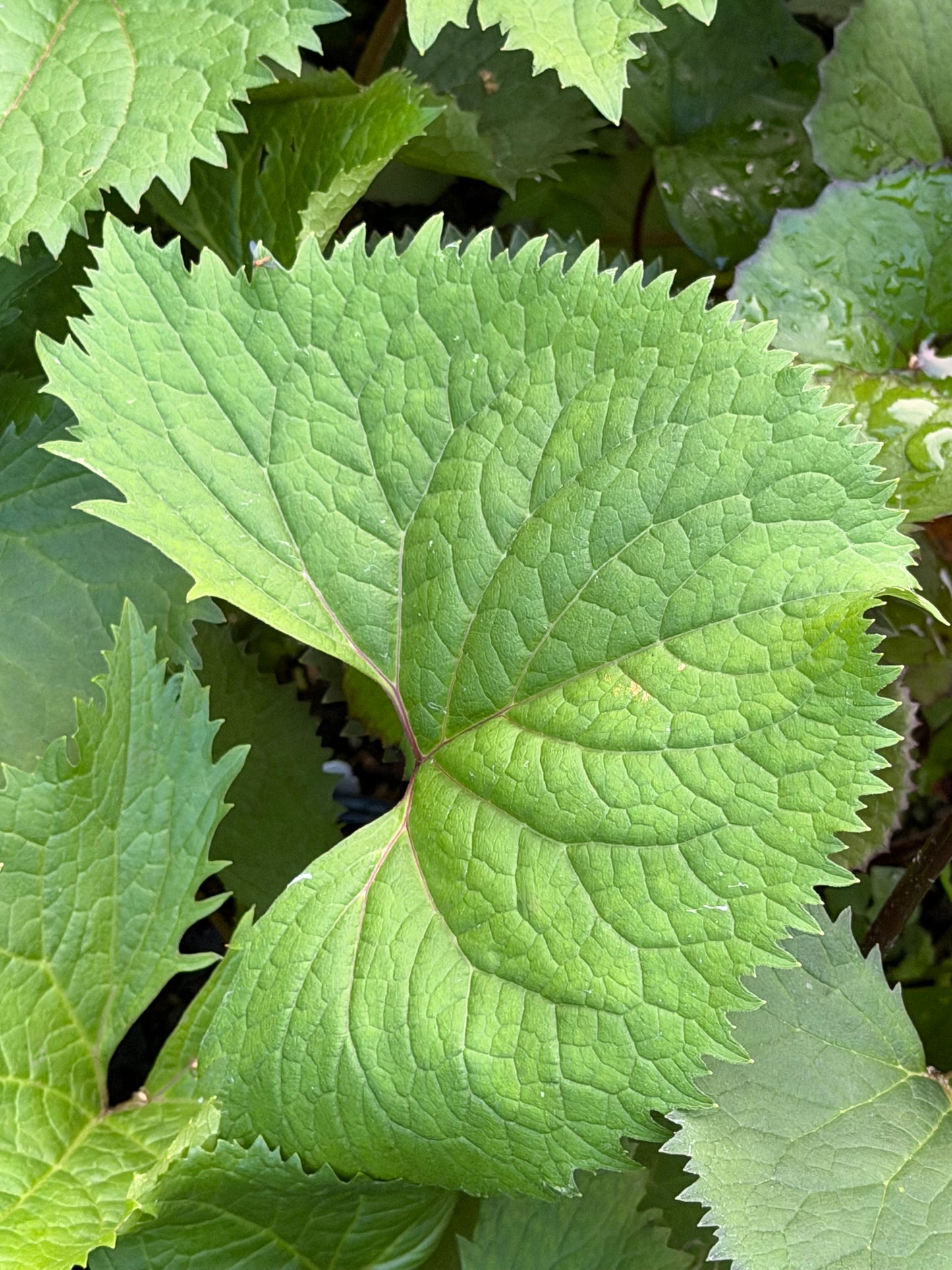 Ligularia stenocephala 'The Rocket'