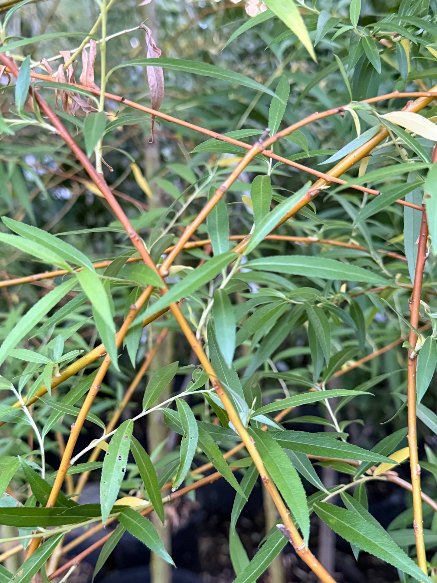 Salix alba 'Tristis Niobe' (Golden Weeping Willow)