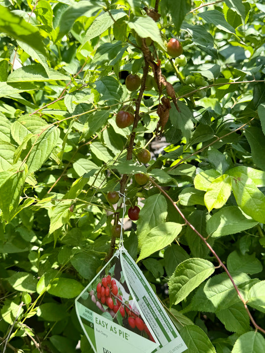Prunus x Easy as Pie® (Bush Cherry)