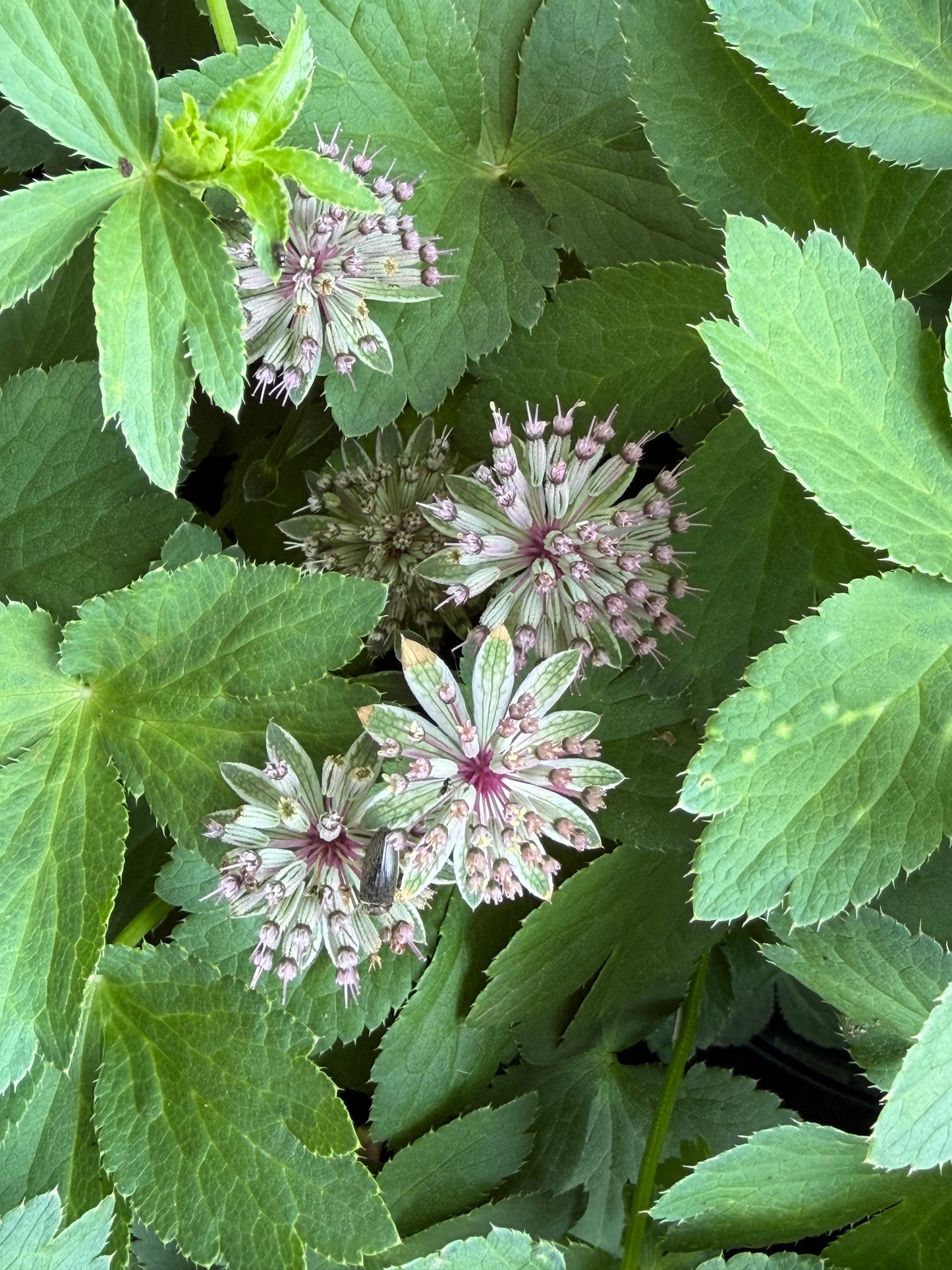 Astrantia major 'Roma' (Masterwort)