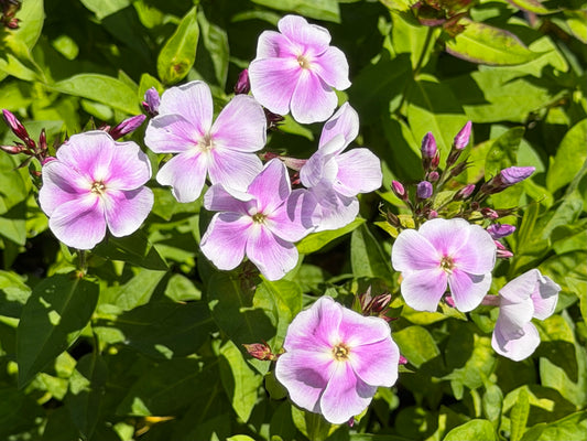 Phlox paniculata 'Franz Schubert'