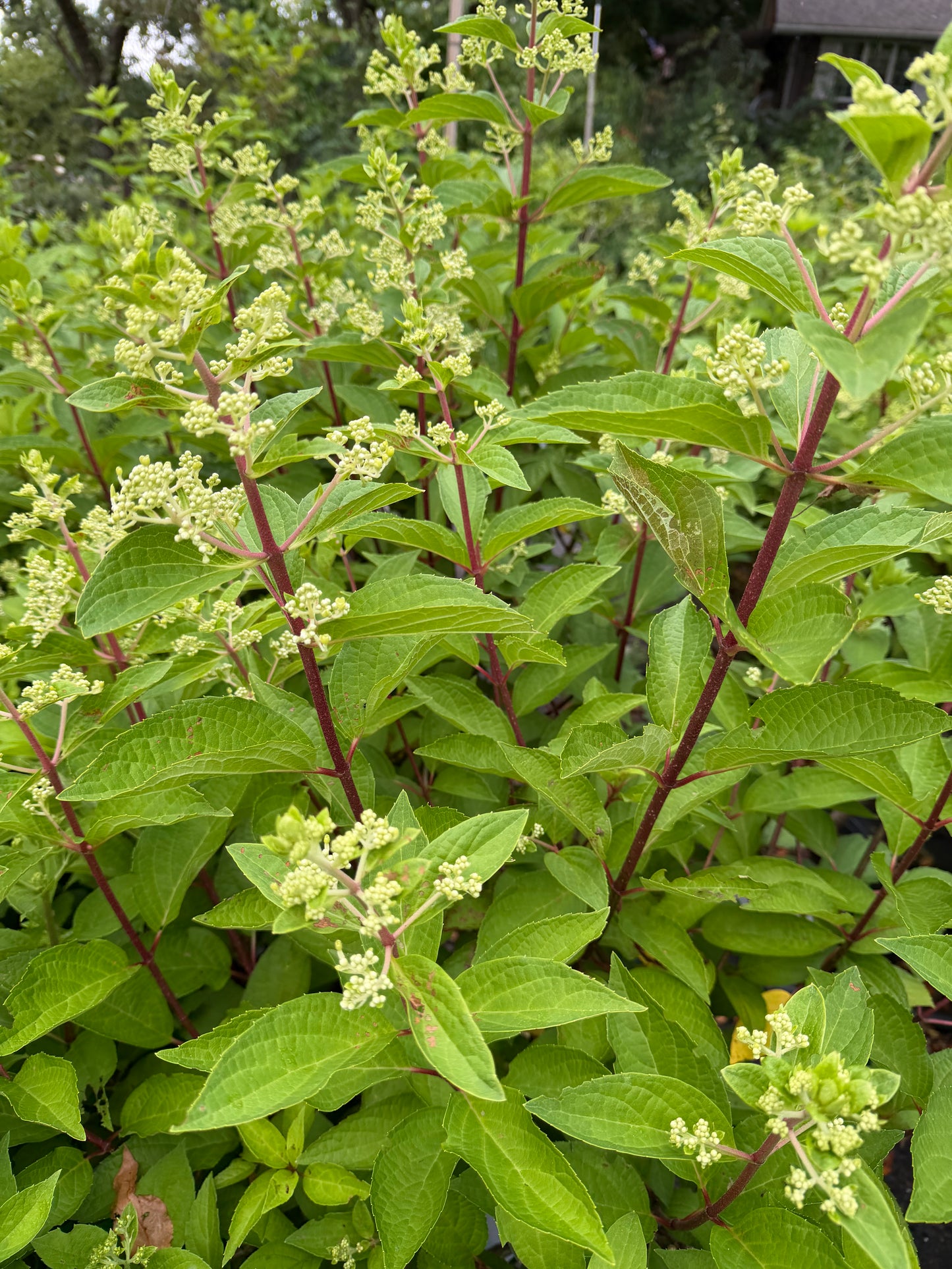 Hydrangea paniculata 'Fire Light Tidbit'