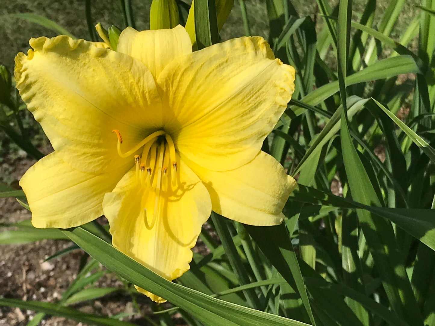 Hemerocallis flava (Lemon Lily)