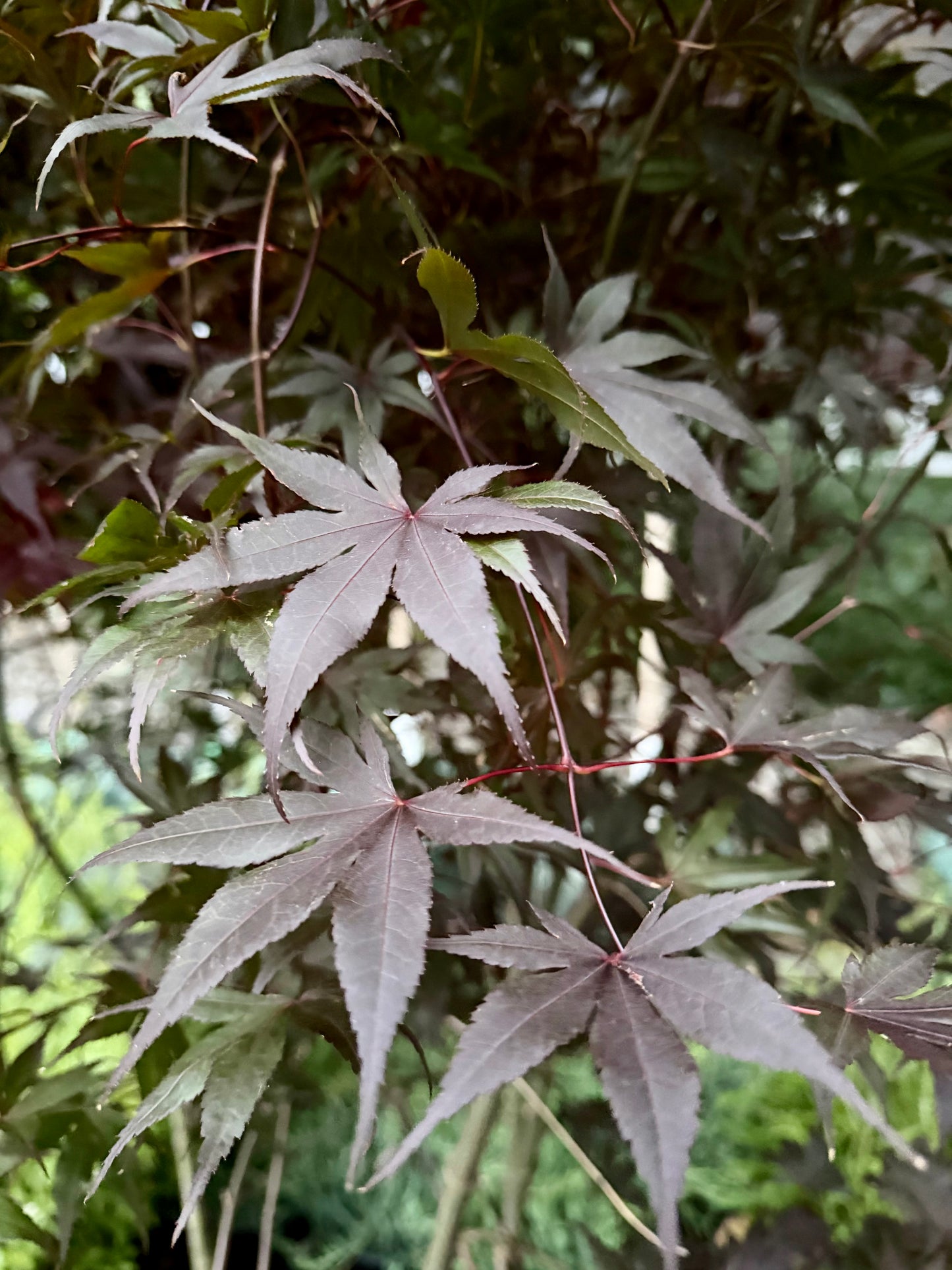 Acer palmatum 'Bloodgood' (Japanese Maple)