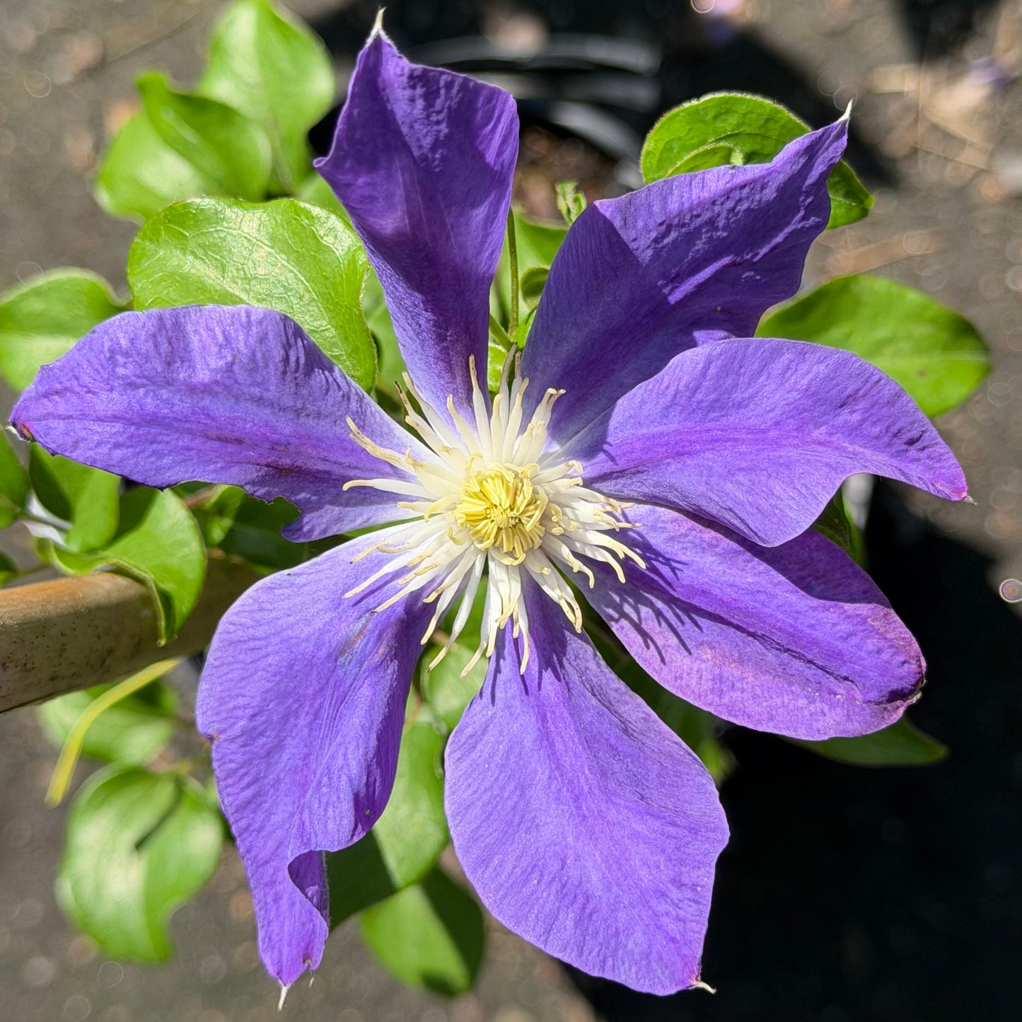 Clematis 'Diana's Delight™'