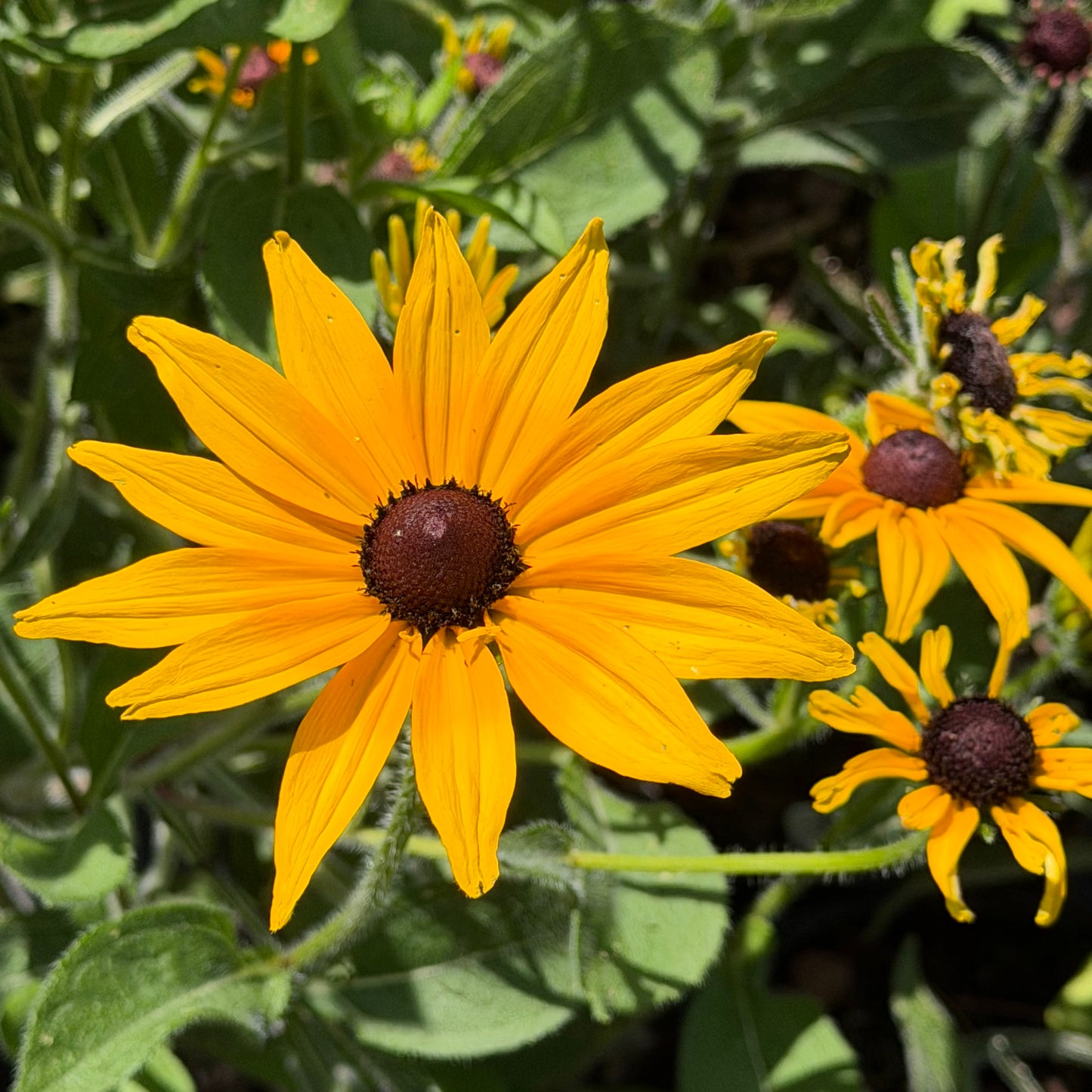 Rudbeckia hirta 'Indian Summer' (Brown-Eyed Susan)