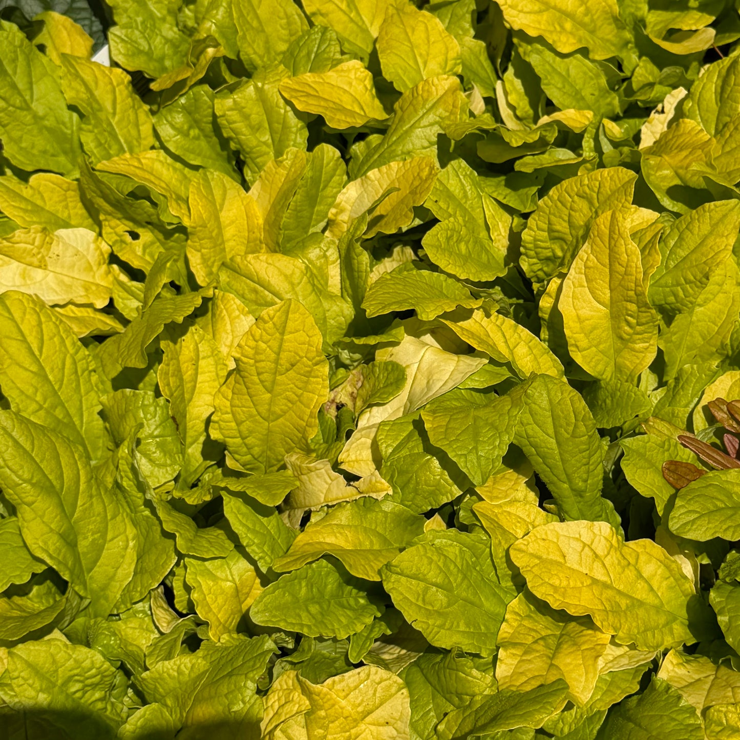 Ajuga reptans Feathered Friends 'Flashy Flamingo' (Bugleweed)