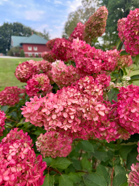 Hydrangea paniculata 'Berry White'