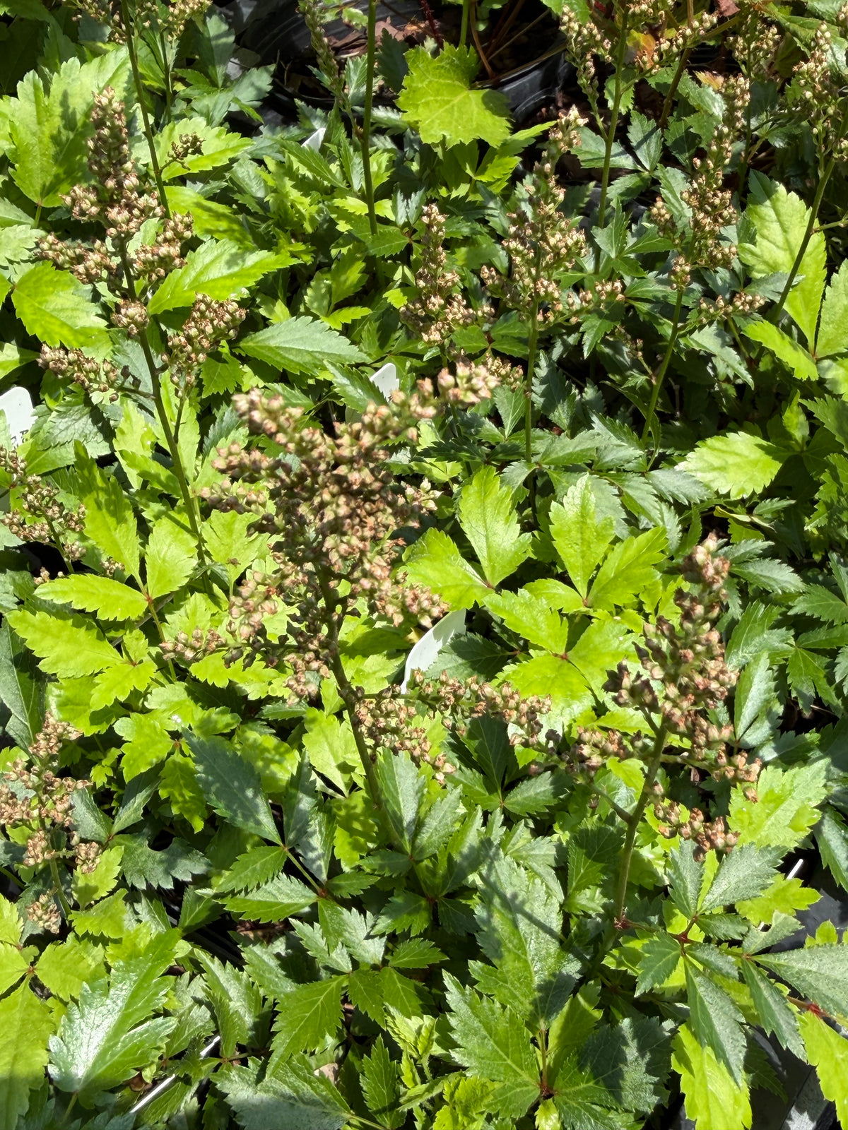 Astilbe simplicifolia 'Darwin's Dream'
