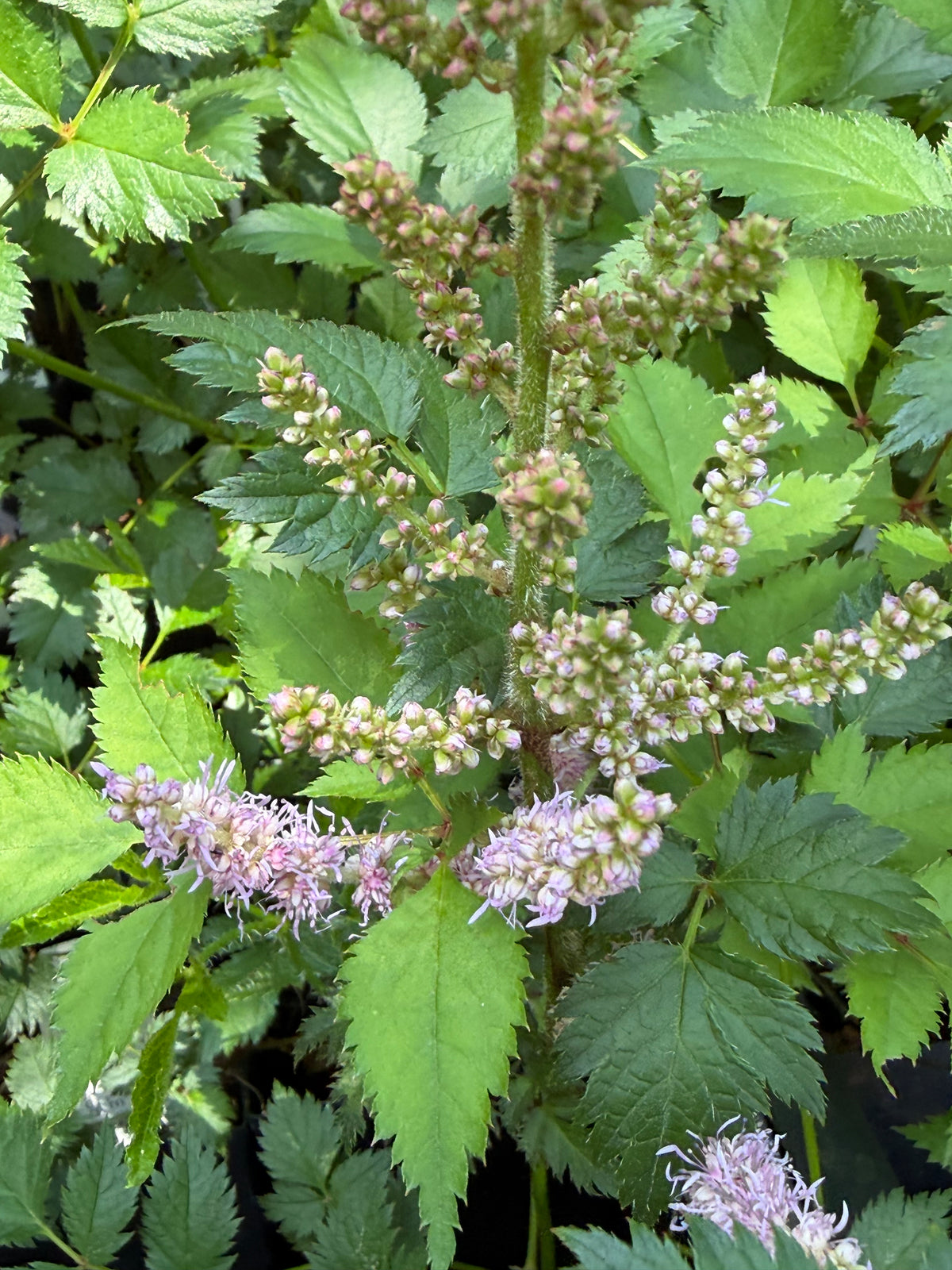 Astilbe chinensis 'Valerie'