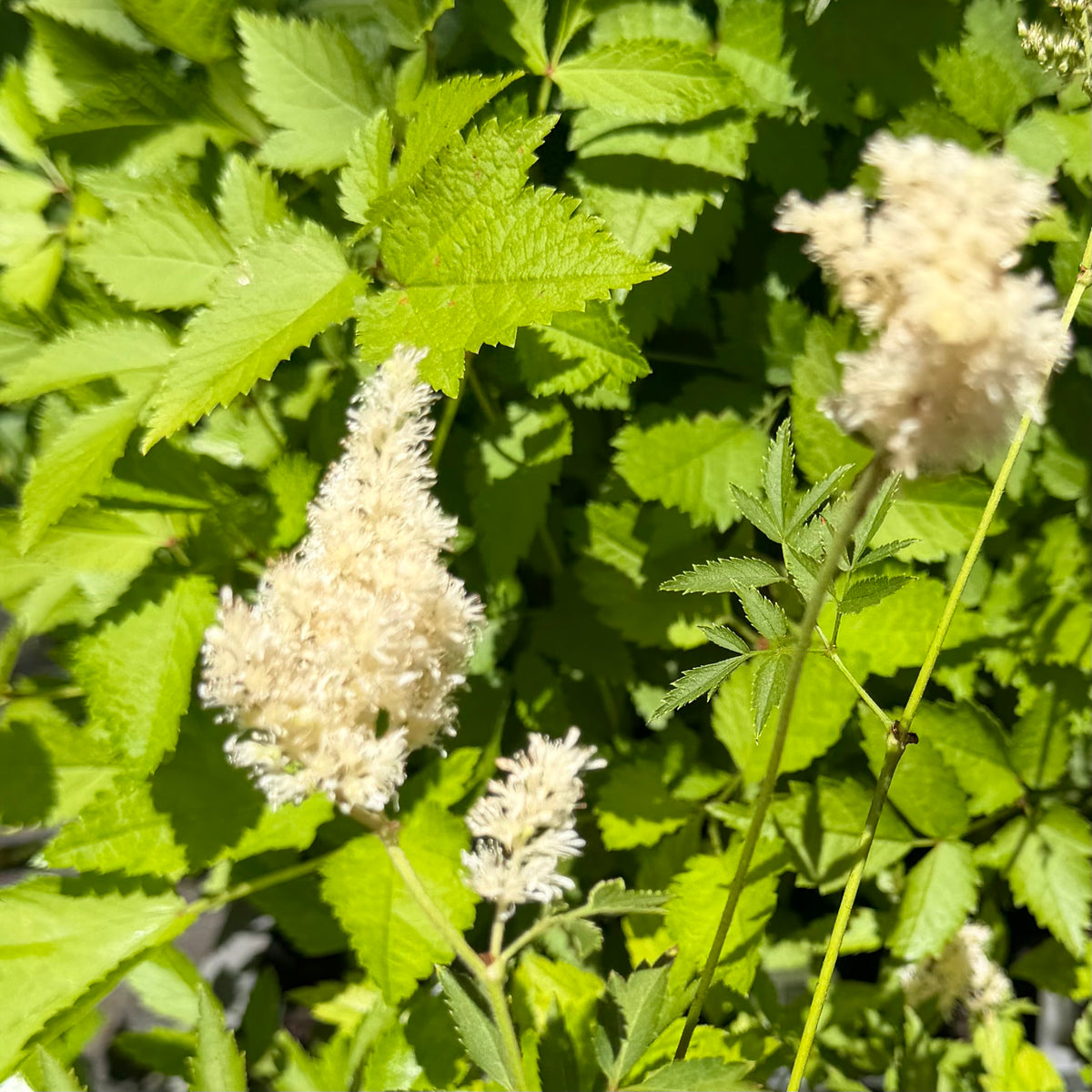 Astilbe arendsii 'White Gloria'