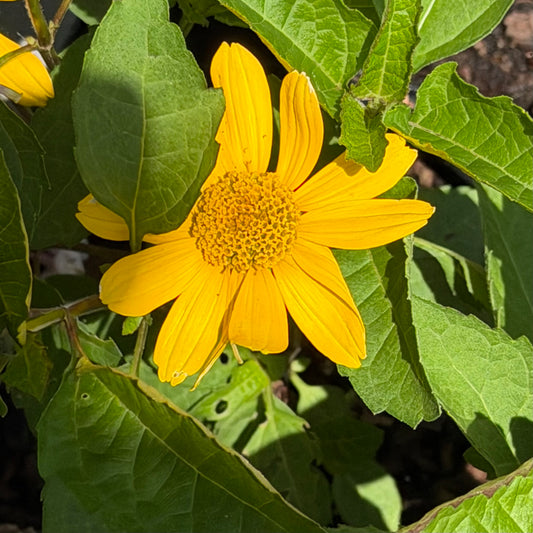 Heliopsis helianthoides 'Sole Magico' (False Sunflower)