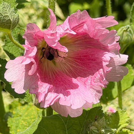 Alcea rosea `Indian Springs' (Hollyhock)