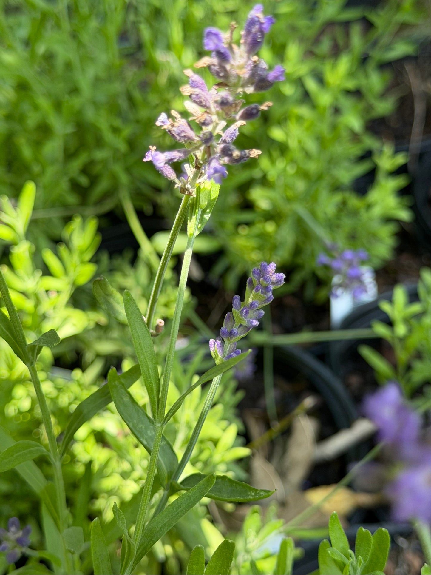 Lavandula angustifolia ‘Blue Spear’