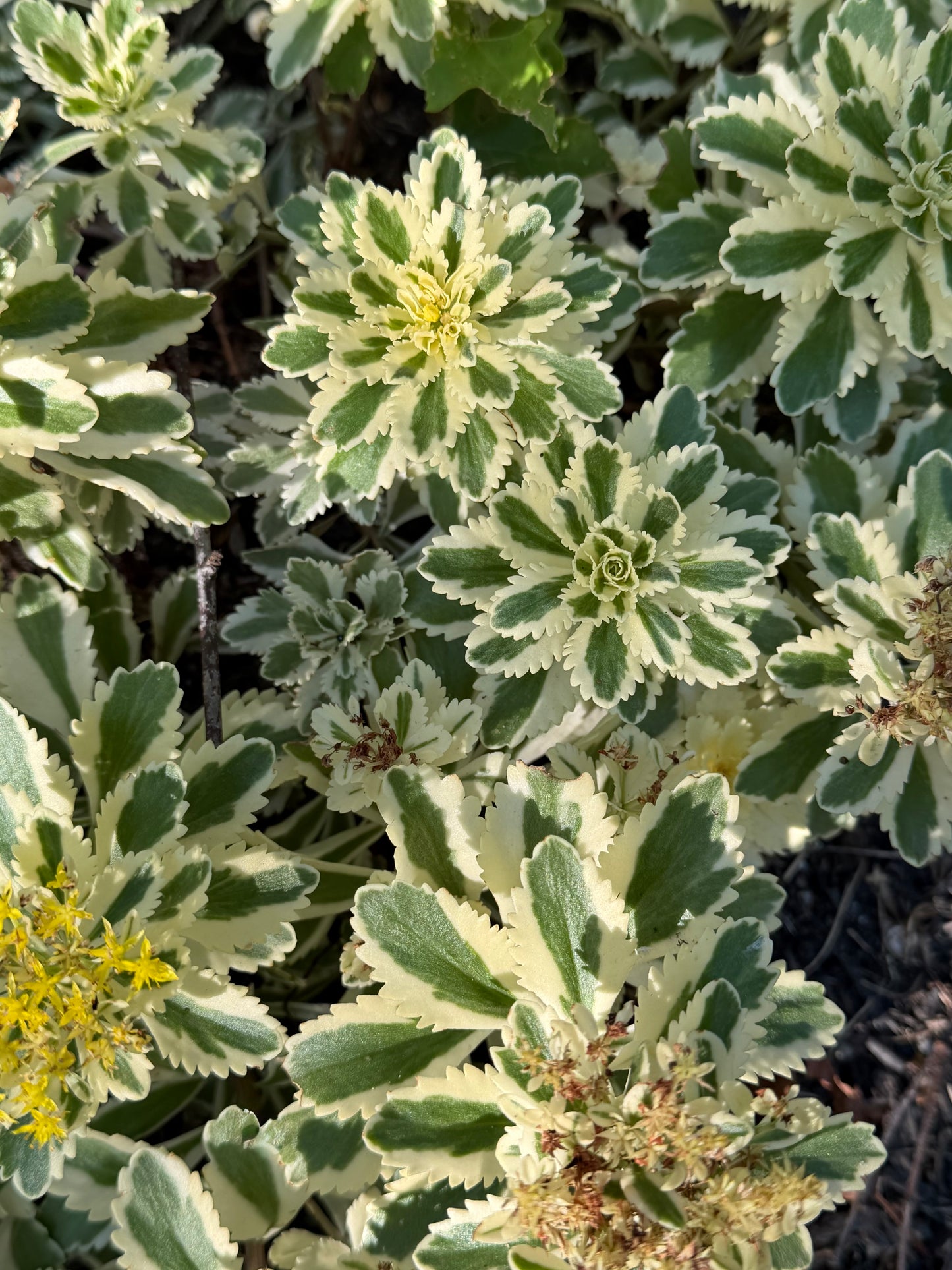 Sedum takesimense 'Atlantis' (Stonecrop)