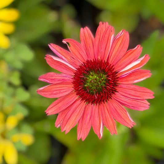 Echinacea x 'Sunmagic Vintage Watermelon’ (Coneflower)
