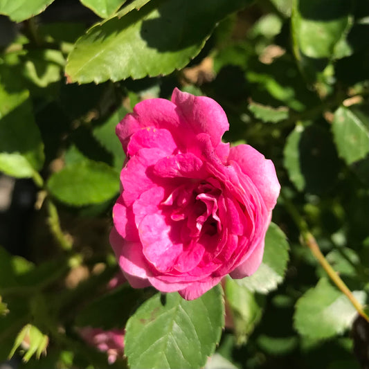 Rosa 'Pleasy' - OSO Easy Roses